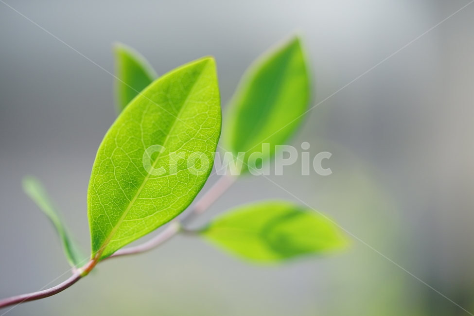 잎,식물,자연,그린,녹색,색감,컬러,생명,감성,접사,green,식물,자연,plants,nature