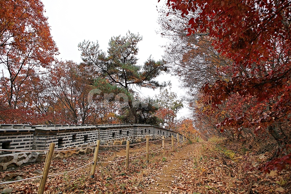남한산성,성,성곽,단풍,낙엽,길,둘레길,담,돌담,가을,자연,풍경,벽,울긋불긋,산성,식물,가을,계절,fall,autumn,season,한국전통,한국문화,korean traditional,korean culture,tree,나무,plant,ground,바닥