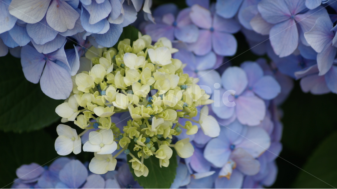 수국,수국꽃,꽃,꽃사진,식물,식물,자연,plants,nature,꽃,flower