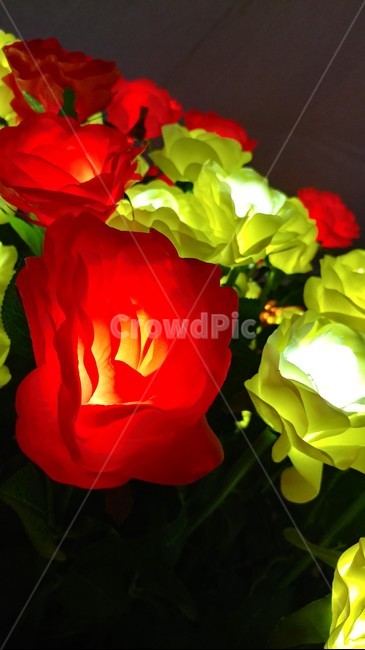 장미,빛,조명,light,rose,flower,꽃