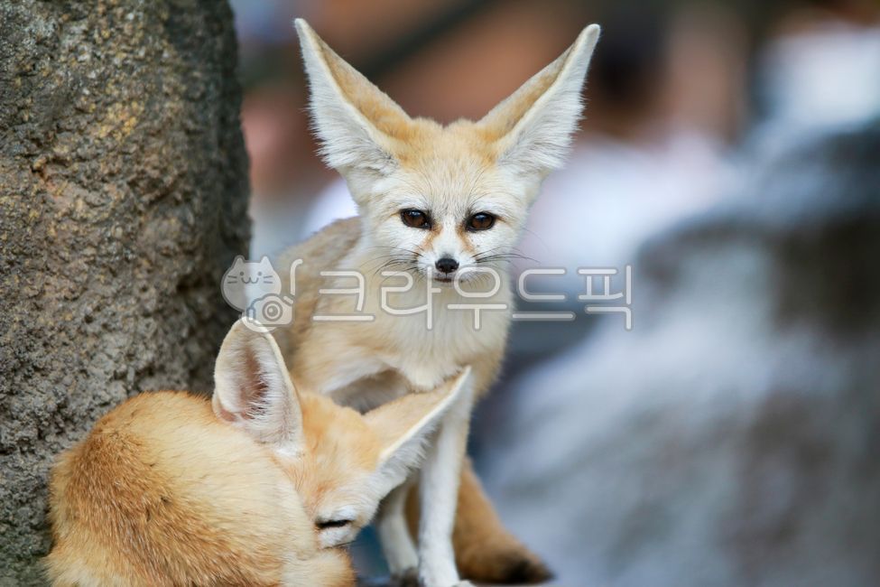 동물,사막여우,aniaml,여우,fox,포유류