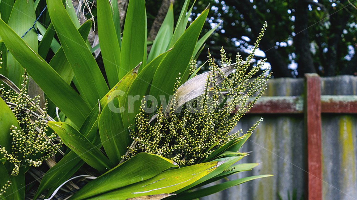 plant,식물,꽃,자연,nature,담장