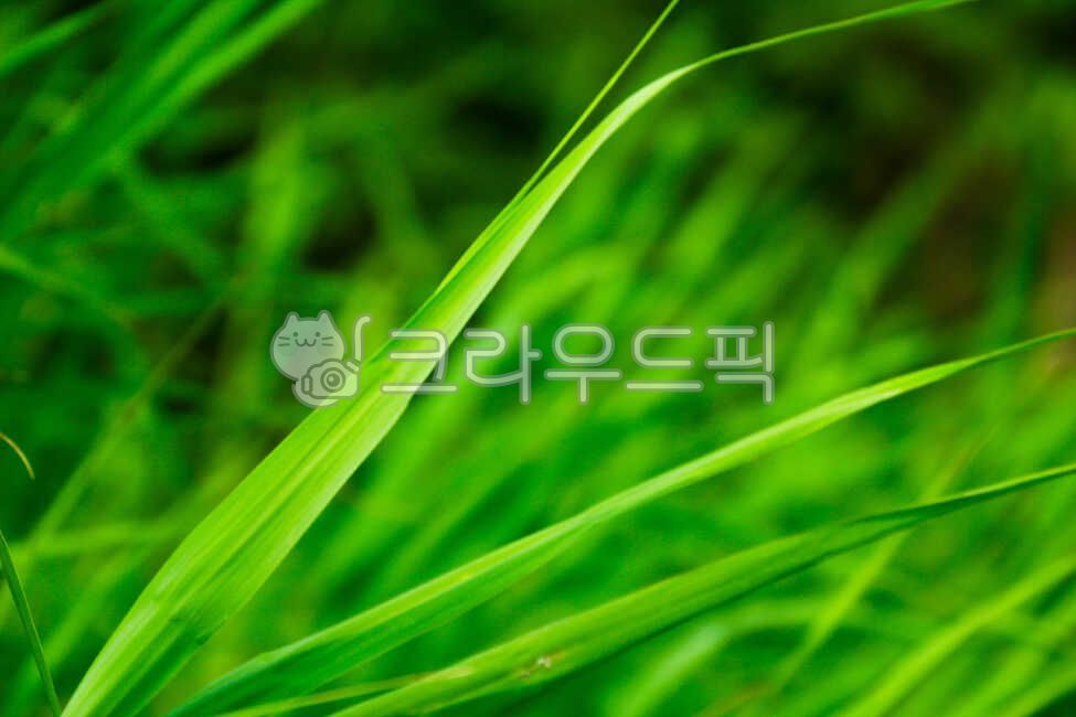 plant, 식물, 풀, 여름, 초록, 사진,이미지,일러스트,캘리그라피 - Gsmin6작가