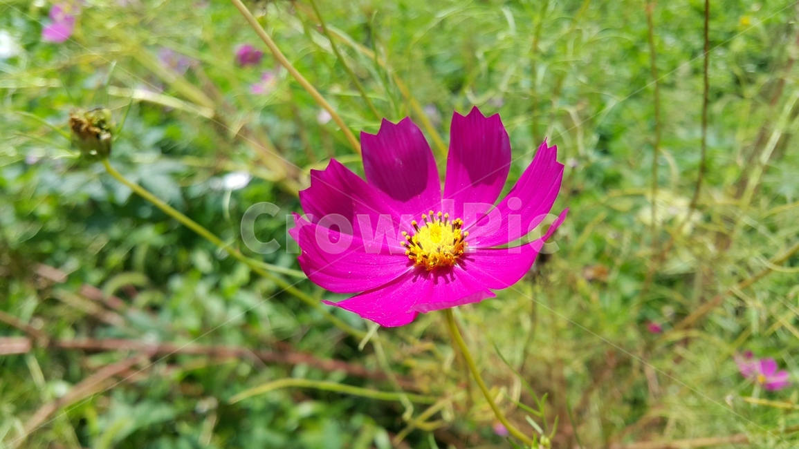 꽃,자연,푸르름,풀,식물,가을,계절,fall,autumn,season,식물,자연,plants,nature,꽃,flower,plant,geranium,제라늄,blossom