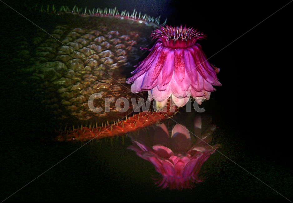 plant,식물,blossom,flower,꽃,연꽃,수련,빅토리아연,빅토리아연꽃,야화,연못,식물,자연,plants,nature,꽃,flower