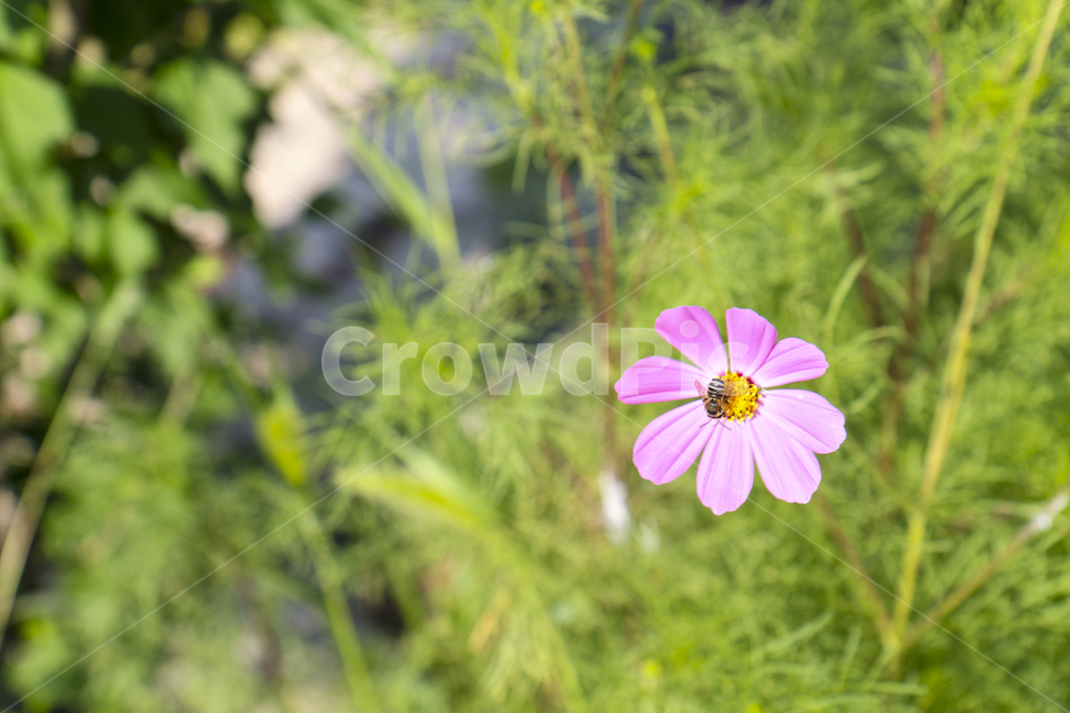 flower,pink,꽃,자연,봄,꽃한송이