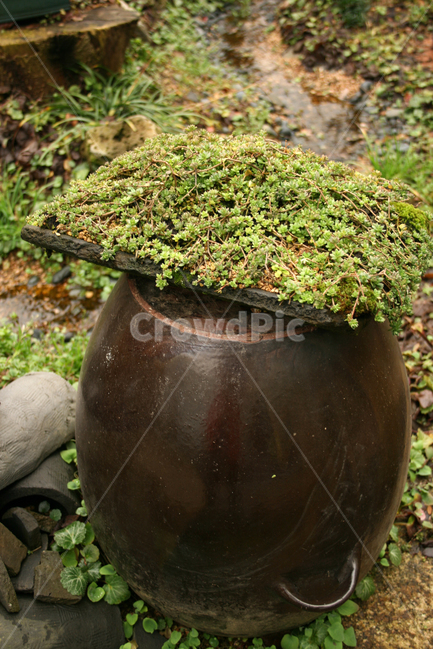 풀,항아리,식물,flower,plants,nature,한국전통,한국문화,korean traditional,korean culture,식물,자연,plants,nature