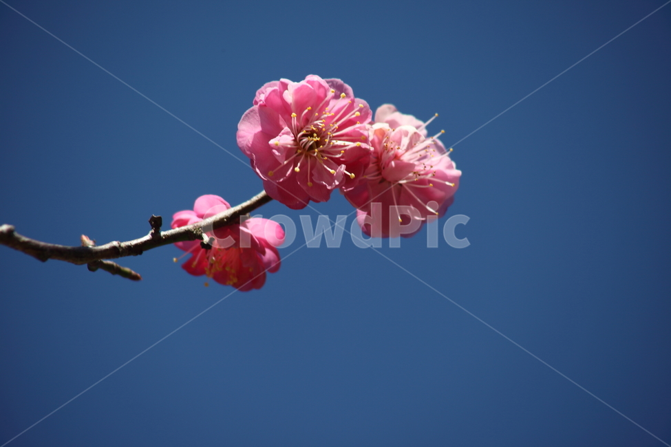 꽃,매화,홍매화,japaneseapricot,봄