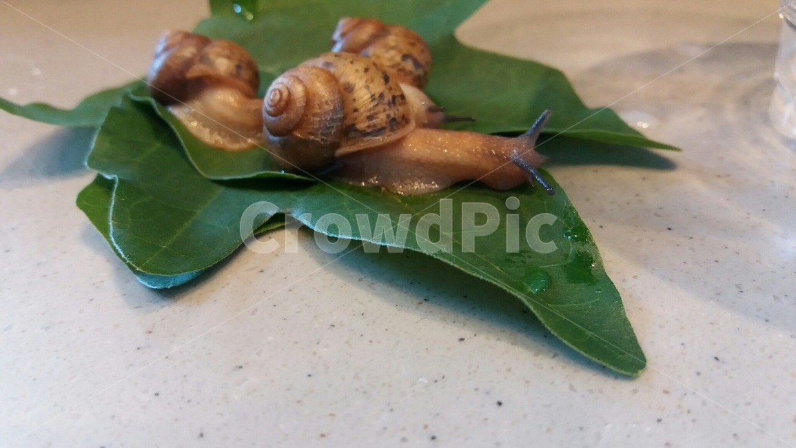animal,동물,invertebrate,달팽이,landsnail