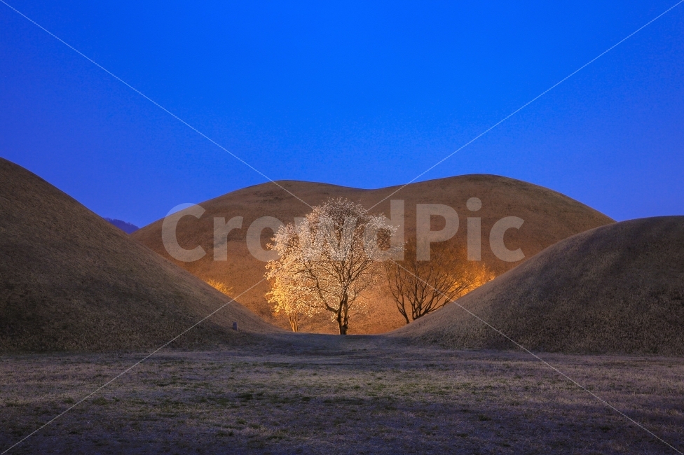 경주,대릉원,목련,풍경,배경,자연,풍경,nature,landscape,랜드마크,landmark,tourist attraction,한국전통,한국문화,korean traditional,korean culture,soil,흙,outdoors,옥외,sand,모래,grassland,목초지,field,들,dune,모래 언덕