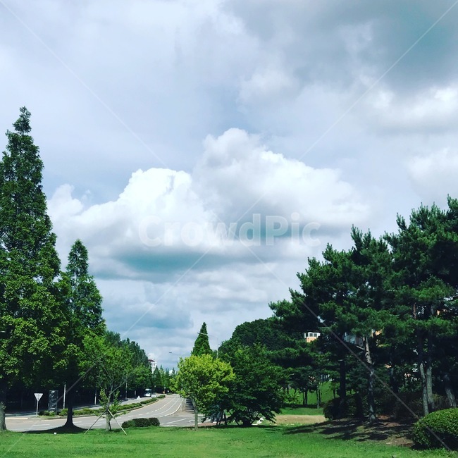 하늘,나무,맑음,감성,초록,가로수길,자연,풍경,nature,landscape,grass,잔디,plant,식물,tree