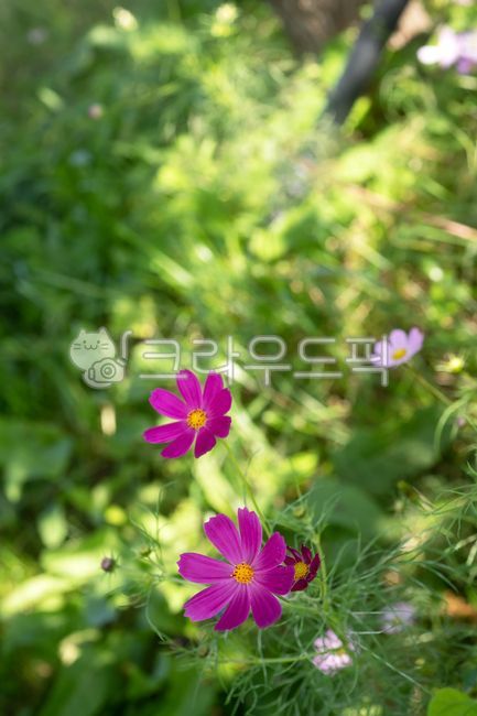 코스모스,가을,감성,전령사,한해살이풀,일년생식물,초본식물,아웃포커싱