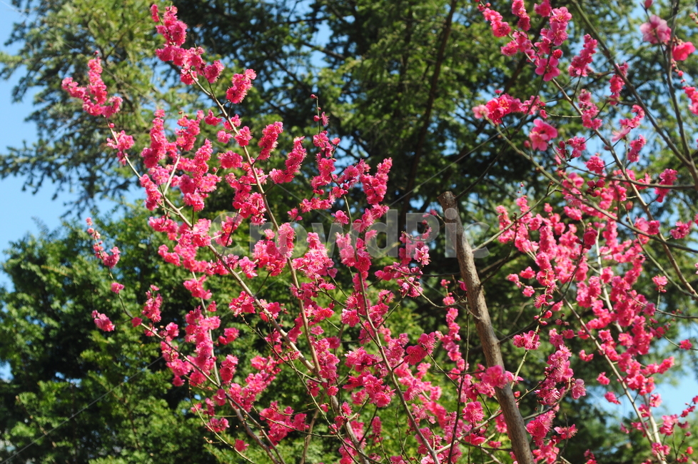 홍매화,꽃,flower,풍경,봄