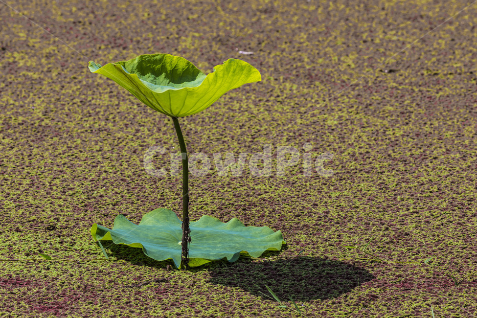 연,습지,관곡지,연잎,자연,식물,식물,자연,plants,nature