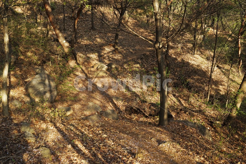 숲,나무,가지,식물,땅,길,plant,바닥,ground