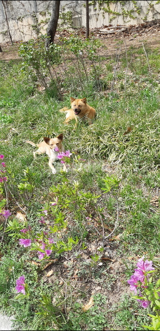 강아지,진돗개,꽃,잡초,개,길거리,dog,animal,귀여운