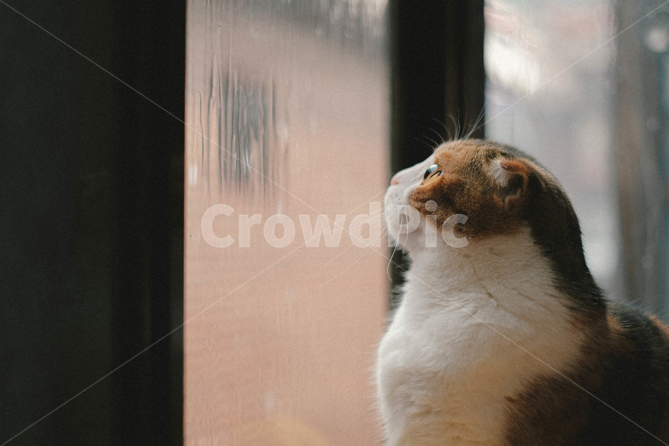 동물,고양이,반려동물,반려묘,스코티시폴드,동물,animal,포유류,mammal,고양이,cat,kitten,kitty