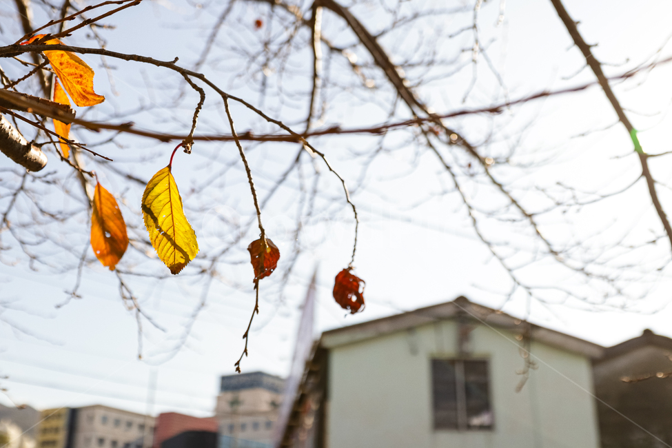 낙엽,나무,나무가지,하늘,풍경,자연,가을,계절,fall,autumn,season