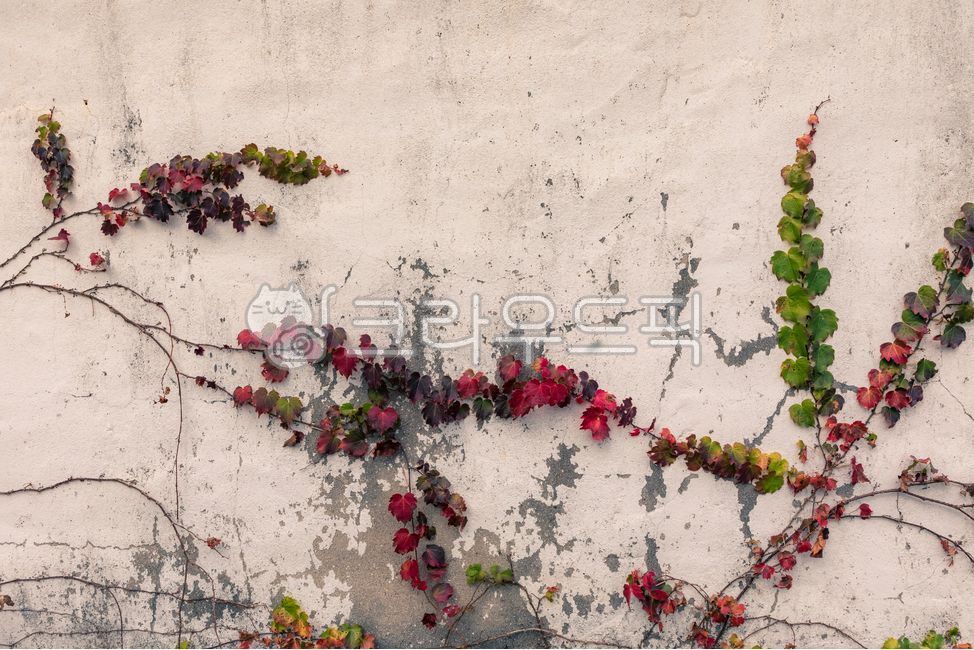 가을,감성,벽,가을감성,가을느낌,식물