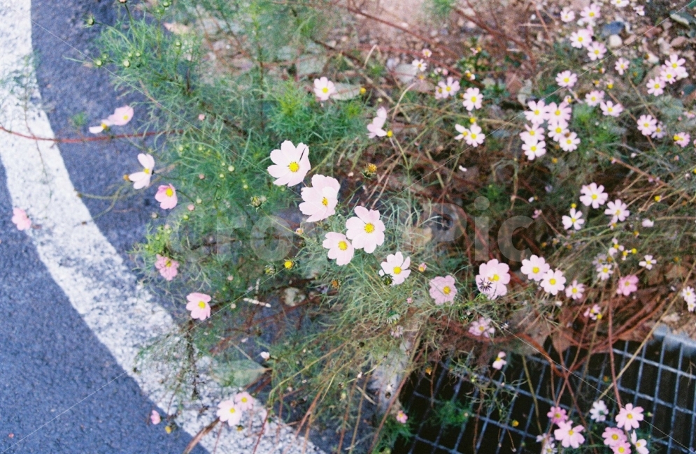 ​필름사진,아날로그,film,감성사진,우울,여행,여성적,칙칙함,느긋함,zaheun,효신,꽃,코스모스,식물,자연,plants,nature,꽃,flower