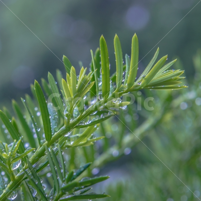 투명,이슬,초록,1x1,색감,식물,식물,자연,plants,nature,감성,sensible,feeling