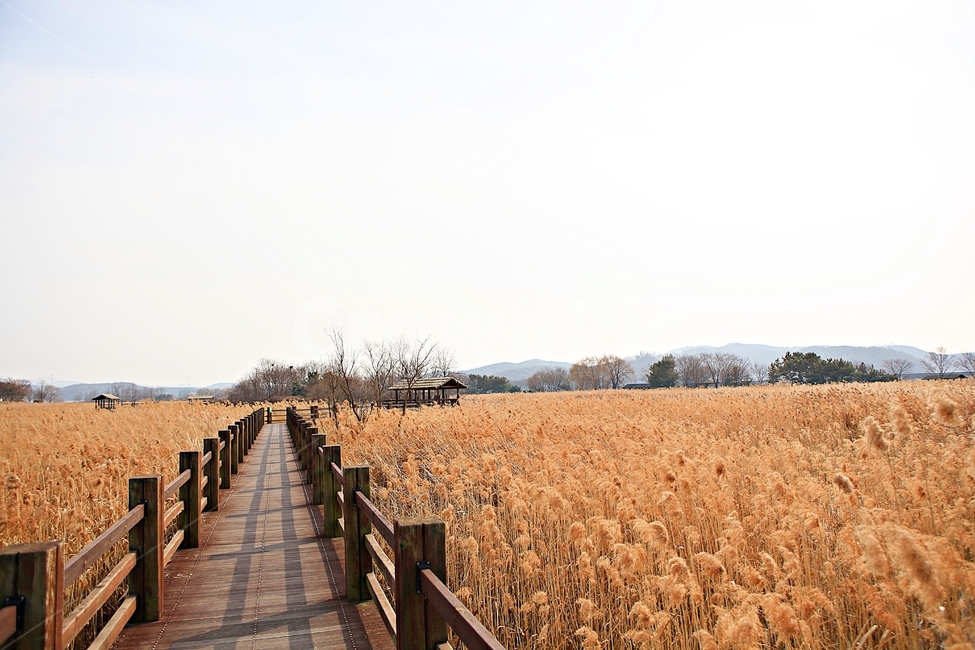 갈대,식물,자연,풍경,배경,하늘vndrhkd,가을,계절,fall,autumn,season,자연,풍경,nature,landscape,boardwalk,산책로,building,건물,bridge,다리,railing,난간