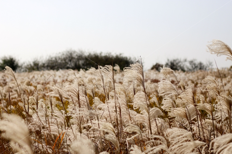 하늘공원,억새,억새풀,억새밭,가을,가을,계절,fall,autumn,season,식물,자연,plants,nature,감성,sensible,feeling,grass,잔디,plant,lawn,reed,갈대