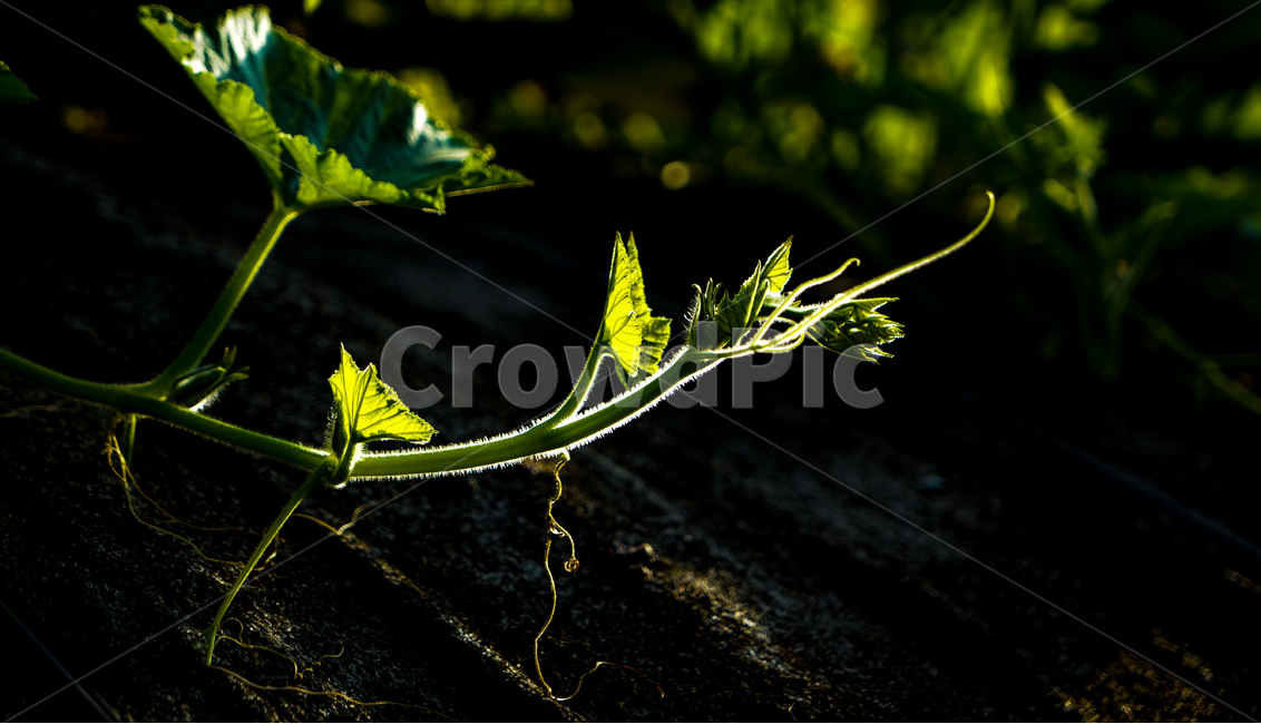 호박,호박넝쿨,줄기,식물,식용,새싹,호박잎,지붕,식물,자연,plants,nature