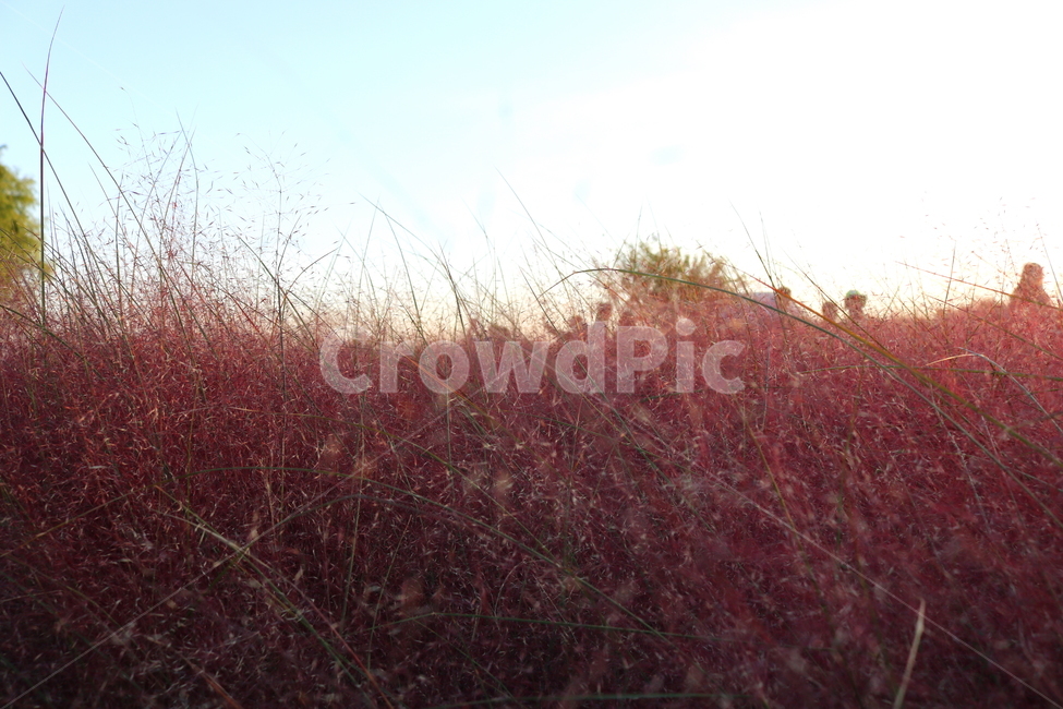 핑크뮬리,뮬리,식물,자연,벼과,분홍쥐꼬리새,가을,가을,계절,fall,autumn,season,grass,잔디,plant