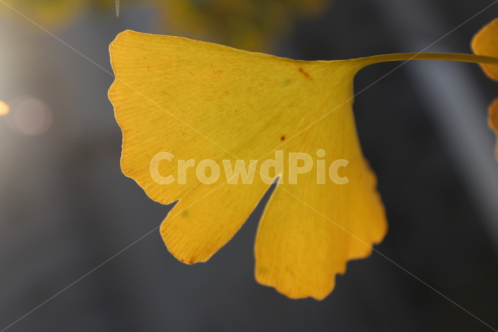 plant,식물,은행잎,노락색,yellow,가을,계절,fall,autumn,season