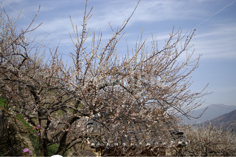 매화,나무,하늘,파란하늘,꽃봉오리,봄,봄날,봄풍경,봄꽃,감성,spring,flower,봄길,산책,봄나들이,식물,꽃,초록,봄,계절,spring,season,식물,자연,plants,nature,꽃,flower