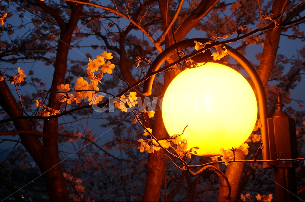 벚꽃,벚꽃나무,봄꽃,저녁벚꽃,가로등벚꽃,벚나무,가로등,야경,밤,풍경,nightscape,night,landscape,plant,식물,leaf,잎