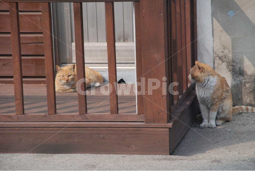 고양이,길고양이,목포,전라도,한적,동물,animal,포유류,mammal,고양이,cat,kitten,kitty