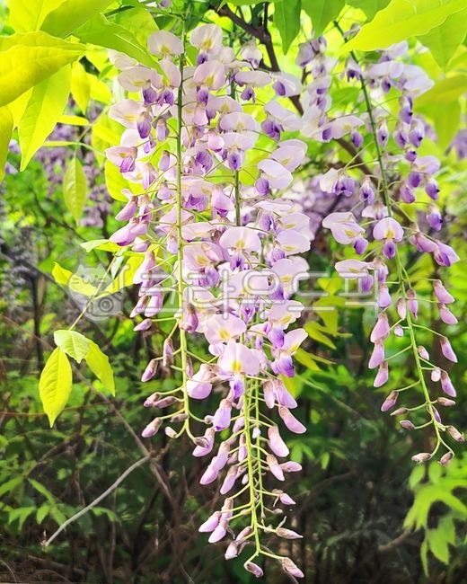 rattan,purple,wisteria flower,flower