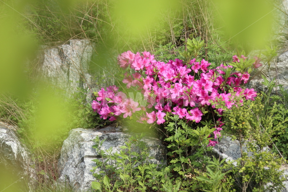 영산홍,바위틈,핑크,연두잎,빛,식물,자연,plants,nature,꽃,flower