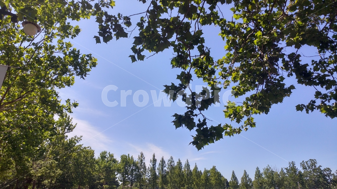 자연,풍경,하늘과나무,나뭇잎,하늘,자연,풍경,nature,landscape,tree,나무,plant,식물,fir,전나무