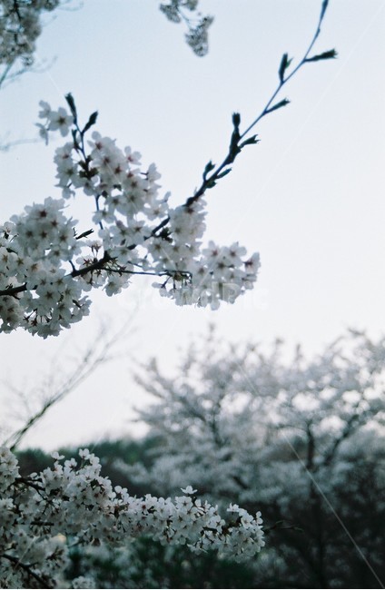 봄,벚꽃,봄나들이,감성,필름,꽃망울,꽃놀이,벚꽃구경,봄,계절,spring,season,식물,자연,plants,nature,꽃,flower,plant,blossom