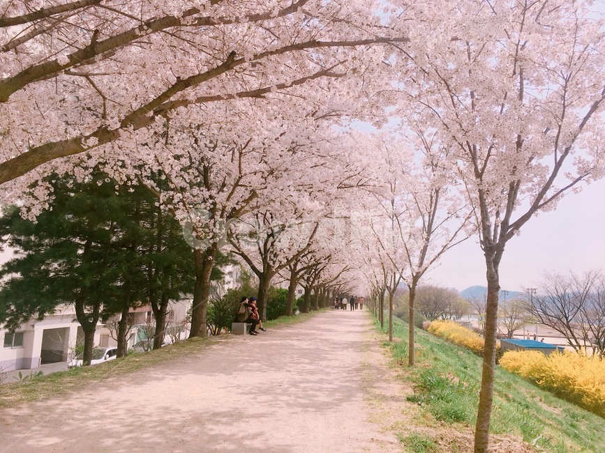 대구벚꽃,동촌유원지벚꽃,동촌유원지,벚꽃,꽃놀이,대구꽃놀이,봄,계절,spring,season,자연,풍경,nature,landscape,plant,식물,blossom,꽃,flower