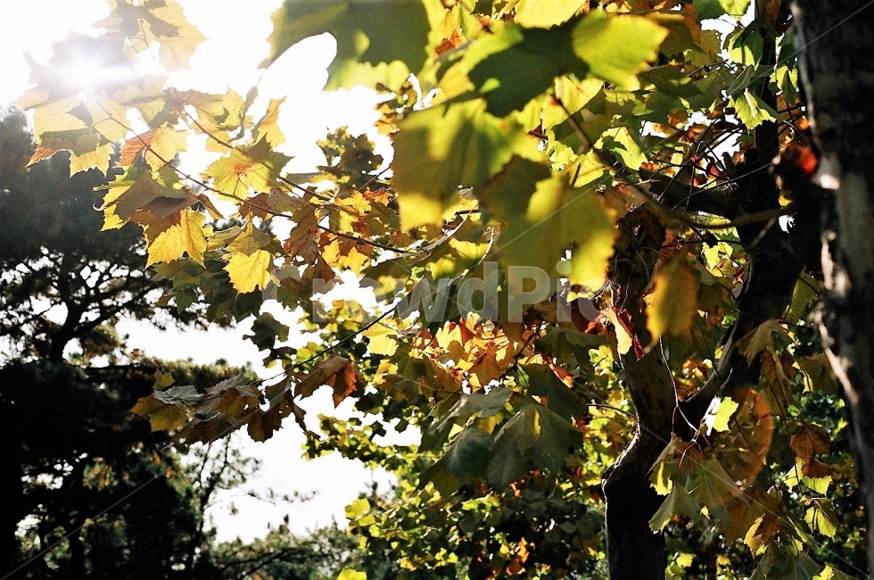 플라타너스,나무,식물,역광,햇빛,자연,눈부신,오후,햇살,필름사진,가을,autum,tree,sunshine,식물,자연,plants,nature,감성,sensible,feeling,휴식,힐링,rest,relaxation,healing