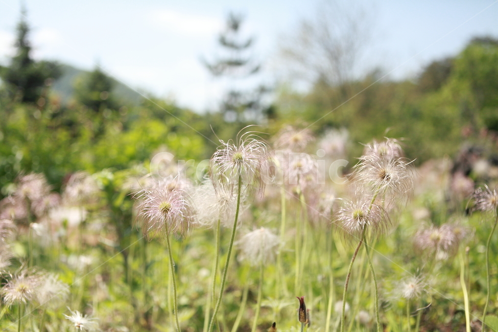꽃,프라워,야생화,이쁜꽃,꽃밭,야생,식물,자연,plants,nature