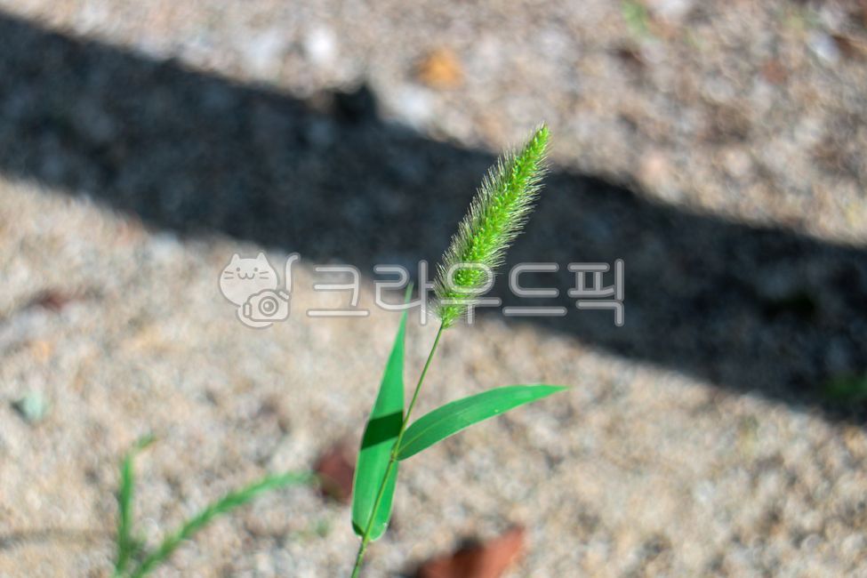 풀, leaf, 잎, plant, 식물, 사진,이미지,일러스트,캘리그라피 - Lalaa작가