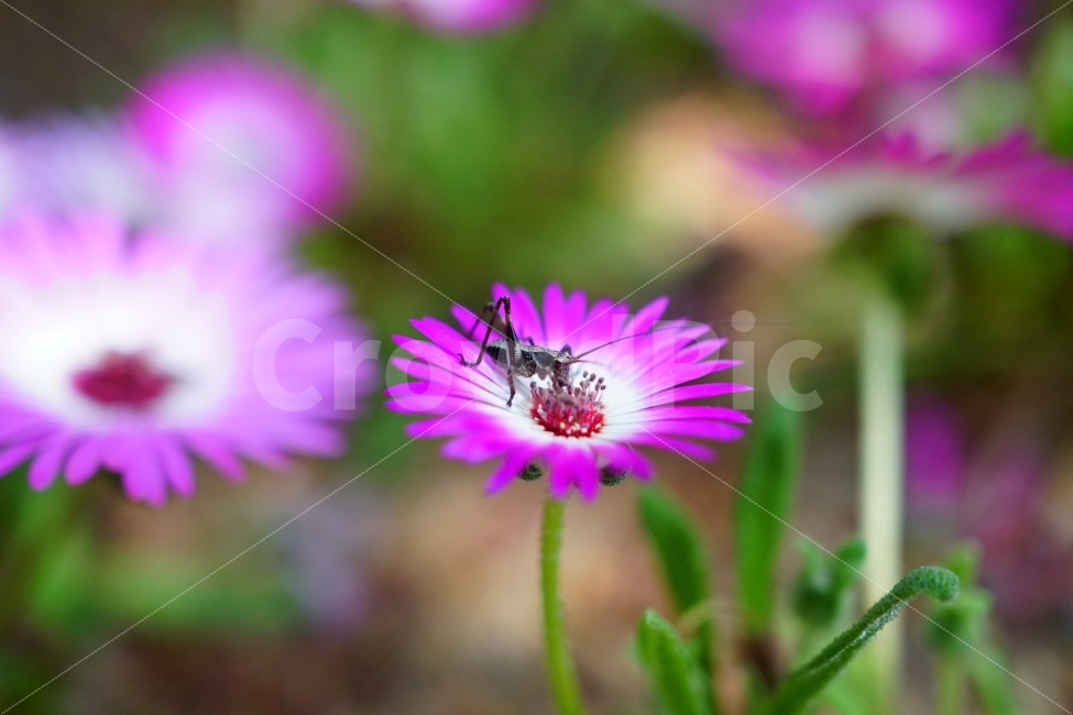 atmosphere,In May,Its bright,bright,feel,Clean,pure,spring,healing,Healing Photos,flower photo,katydid,insect,Emotion,Livingstone Daisy,gay,Refreshing,nature,Grasshopper,feeling,clean,flower,Emotional photo,refreshing,plant,animal,animated,fresh