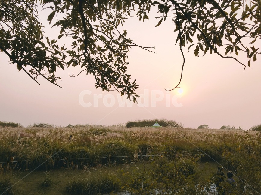 nature,자연,노을,해질녁,꽃,축제,감성사진,가을,자연,풍경,nature,landscape