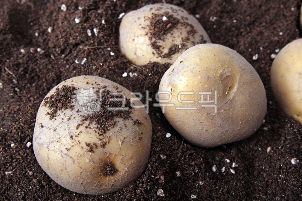 감자,삶은감자,수미감자,통감자,요리,요리재료,vegetable,채소,food,음식,음식,식재료,요리,food,cook,meal,dishes,food reserves