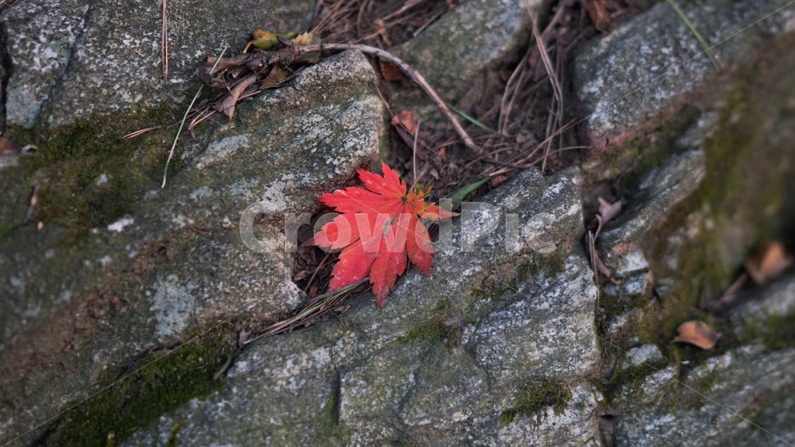 leaf,잎,plant,식물,tree,나무,바위,돌,단풍,낙엽,단풍잎,붉은낙엽,산,트래킹,등산