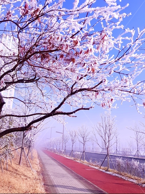 겨울,설경,눈,눈꽃,빛,풍경,겨울,계절,winter,season