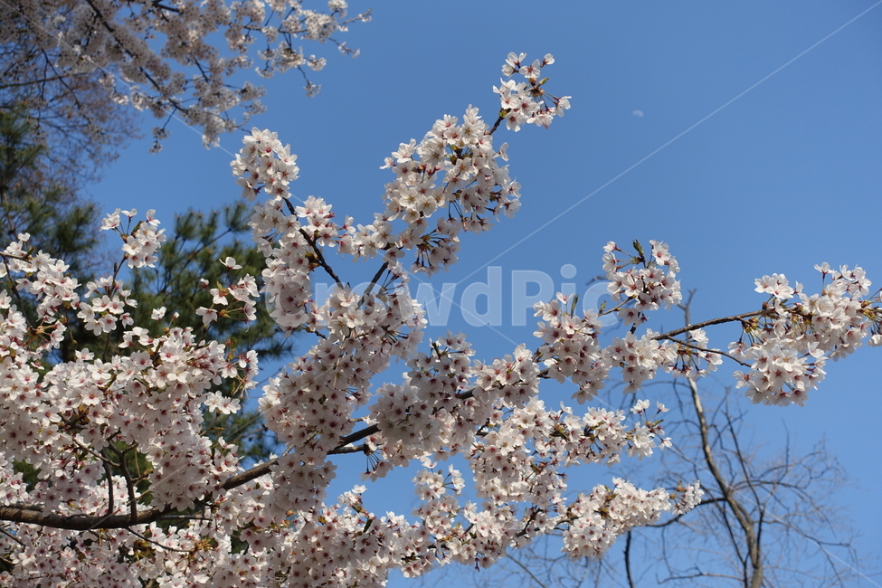 꽃,flower,벚꽃,벚꽃나무,식물,식물,자연,plants,nature,꽃,flower