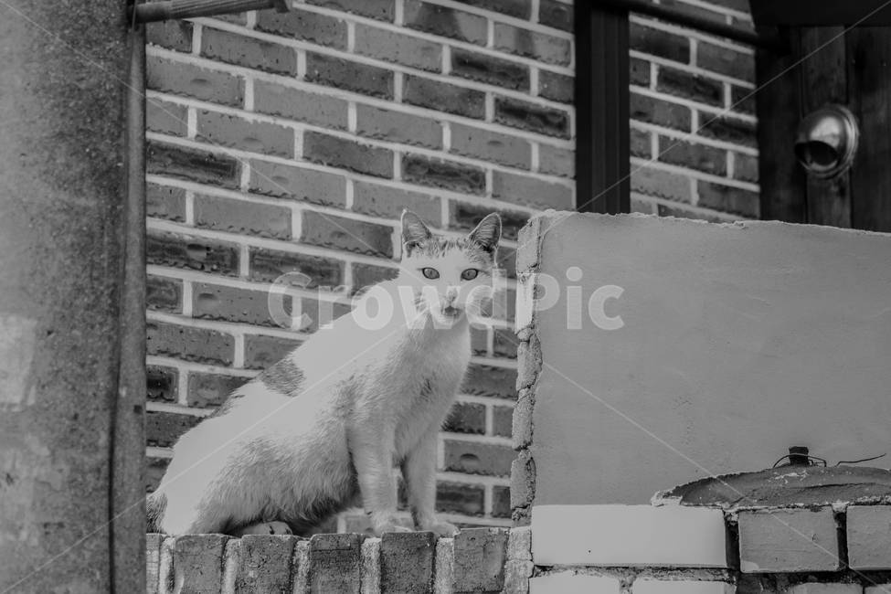 흑백,흑백사진,고양이,길냥이,길고양이,감성,cat,동물,animal
