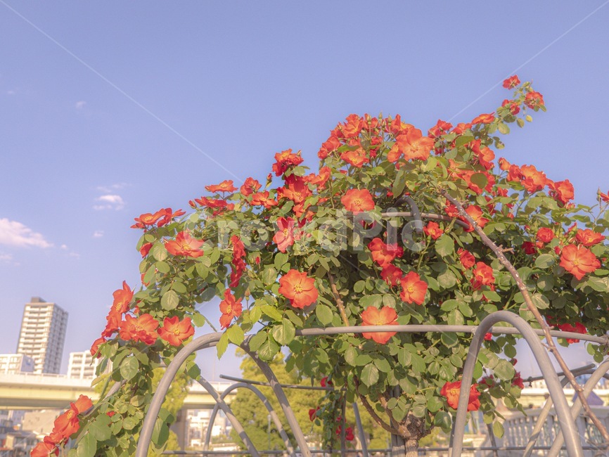 꽃,장미,공원,식물,풀,식물,자연,plants,nature,꽃,flower