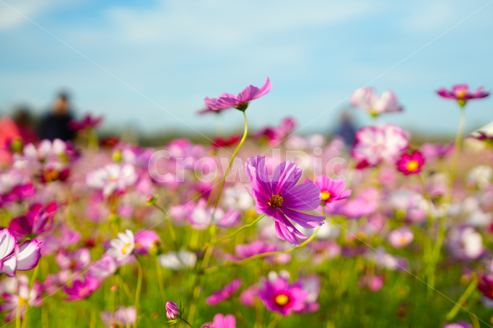 꽃,따뜻함,맑은하늘,산들산들,코스모스,flower,plant,petal,spring,가을,계절,fall,autumn,season,식물,자연,plants,nature,꽃,flower